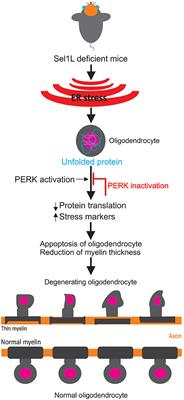 Oligodendrocyte-Specific Mechanisms of Myelin Thinning: Implications for Neurodegenerative Diseases